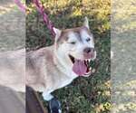Small Photo #2 Siberian Husky-Unknown Mix Puppy For Sale in Rowlett, TX, USA