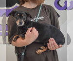Small #1 Chiweenie