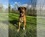 Small #4 Great Dane Mix
