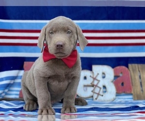 Labrador Retriever Puppy for sale in LANCASTER, PA, USA