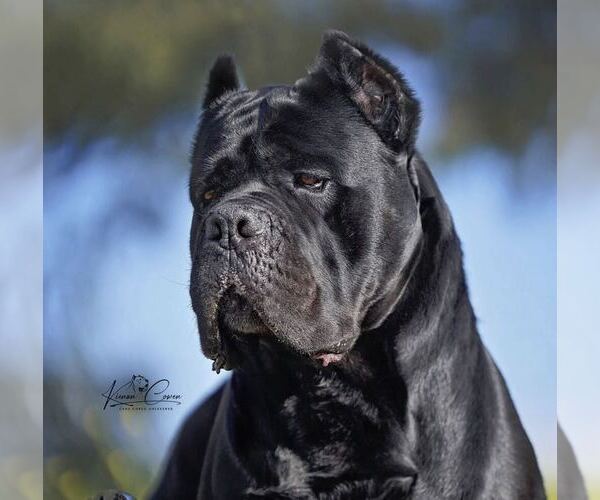 Medium Photo #1 Cane Corso Puppy For Sale in LAS VEGAS, NV, USA