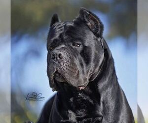 Father of the Cane Corso puppies born on 01/19/2026