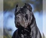 Small Photo #1 Cane Corso Puppy For Sale in LAS VEGAS, NV, USA