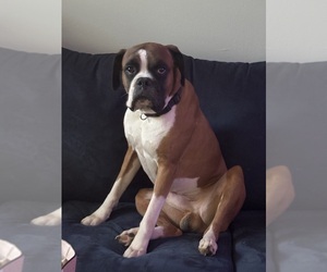 Boxer Puppy for sale in NAVARRE, FL, USA