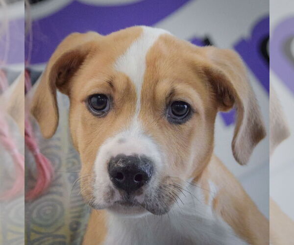 Medium Photo #7 Boxer-Unknown Mix Puppy For Sale in Huntley, IL, USA