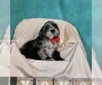 Puppy 1 Schnauzer (Miniature)