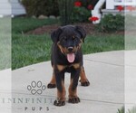 Small #1 Rottweiler