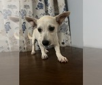 Small #24 Chihuahua