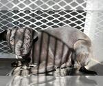*BLAIR - Female Chihuahua Dog for Adoption - Small photo