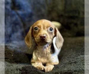 Dachshund Puppy for sale in JACKSONVILLE, FL, USA