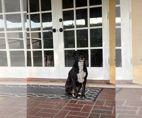 Medium Photo #1 German Shorthaired Pointer-Unknown Mix Puppy For Sale in Miami, FL, USA
