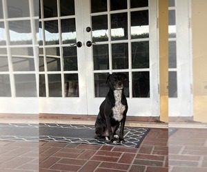 German Shorthaired Pointer-Unknown Mix Dogs for adoption in Miami, FL, USA