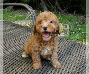 Aussiedoodle Miniature  Puppy for sale in TAMPA, FL, USA