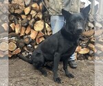 Small Photo #1 German Shepherd Dog Puppy For Sale in HOLDEN, MO, USA