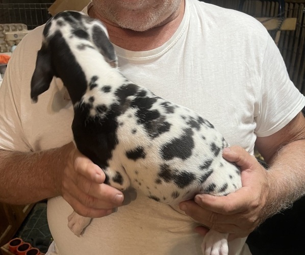 Medium Photo #3 Great Dane Puppy For Sale in SPRAGGS, PA, USA