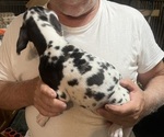 Small #2 Great Dane