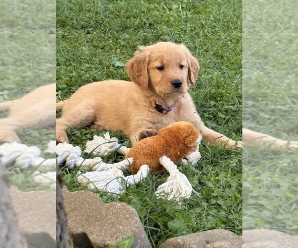 Medium Photo #1 Golden Retriever Puppy For Sale in VANCOUVER, WA, USA