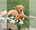 Puppy Puppy 1 orang Golden Retriever