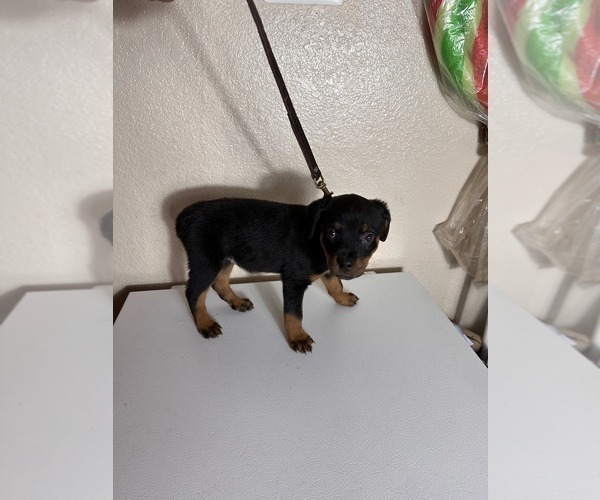 Medium Photo #2 Rottweiler Puppy For Sale in PLEASANTON, CA, USA