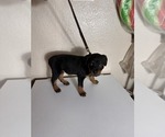 Small Photo #2 Rottweiler Puppy For Sale in PLEASANTON, CA, USA
