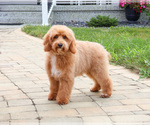 Small #7 Poodle (Miniature)