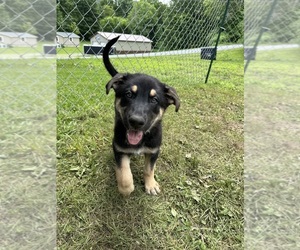 Medium German Shepherd Dog-Siberian Husky Mix