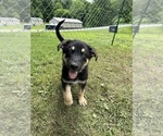 Puppy Joy German Shepherd Dog-Siberian Husky Mix