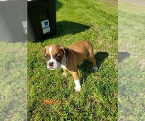 Boxer Puppy for sale in PELZER, SC, USA