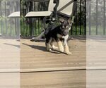 Small #5 German Shepherd Dog