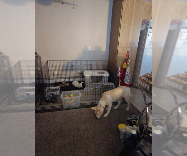 Medium Photo #3 American Staffordshire Terrier-Siberian Husky Mix Puppy For Sale in San Diego, CA, USA