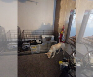 Akari - Female American Staffordshire Terrier-Siberian Husky Mix Dog for Adoption - Photo #3