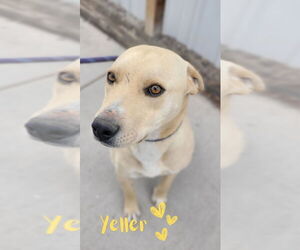 Labrador Retriever-Unknown Mix Dogs for adoption in Monte Vista, CO, USA