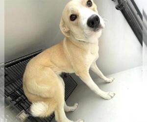 Labrador Retriever Dogs for adoption in Houston, TX, USA