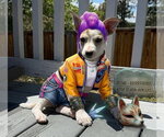 Small #3 Rat Terrier Mix