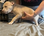 Puppy Puppy 5 American Bully