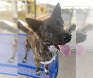 Dutch Shepherd -Unknown Mix Dogs for adoption in Chula Vista, CA, USA