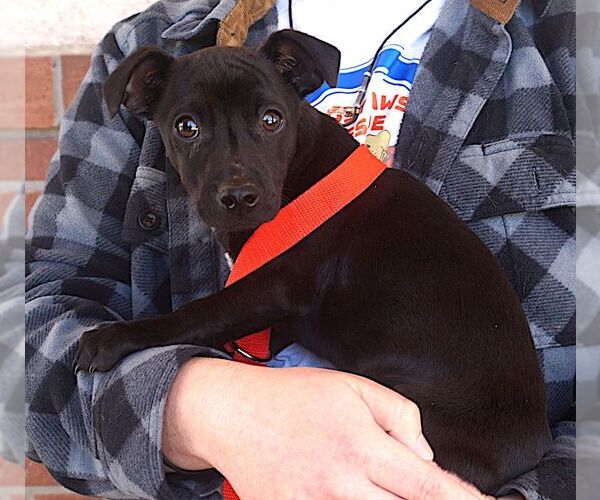 Medium Photo #2 Mutt Puppy For Sale in Carrollton, TX, USA