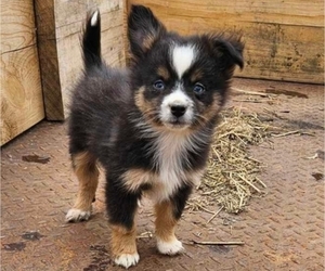 Miniature Australian Shepherd Puppy for sale in MILTON, WI, USA