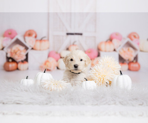Goldendoodle-Sheepadoodle Mix Puppy for Sale in FERNLEY, Nevada USA