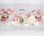 Small Goldendoodle-Sheepadoodle Mix