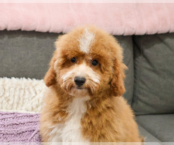 Medium Photo #14 Goldendoodle mix (+ Poodle Miniature) Puppy For Sale in SYRACUSE, IN, USA