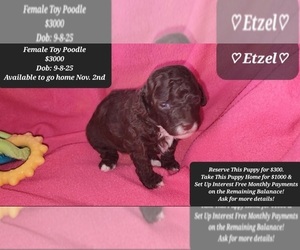 Poodle (Toy) Puppy for sale in TUCSON, AZ, USA