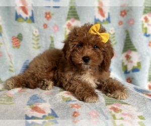 Cavapoo Puppy for sale in LAKELAND, FL, USA
