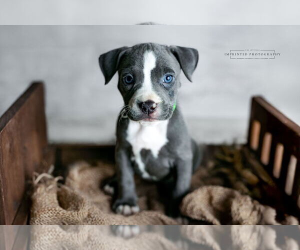 Medium Photo #2 American Pit Bull Terrier Puppy For Sale in Rockville, MD, USA