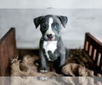 Small #1 American Pit Bull Terrier