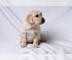 Puppy Twyla English Cream Golden Retriever