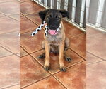 Small #1 Mutt