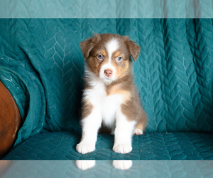 Australian Shepherd Puppy for sale in ROCKY MOUNT, VA, USA