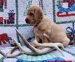 Small Photo #6 Labrador Retriever Puppy For Sale in BUFFALO, NY, USA
