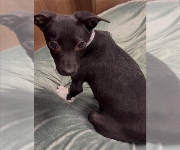 Medium Photo #2 Chihuahua-Unknown Mix Puppy For Sale in Conroe, TX, USA